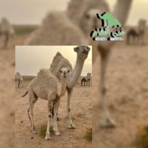 لحوم الحاشي البلدي